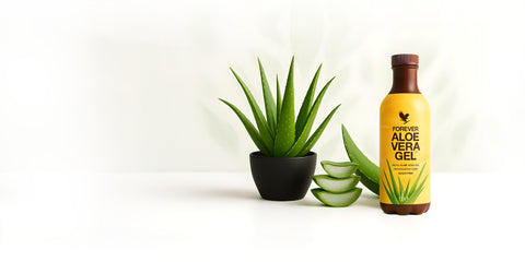 Helles Bannerbild mit Aloe Vera für den Onlineshop