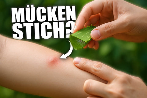 Aloe Vera gegen Mückenstiche - Das hilft wirklich!